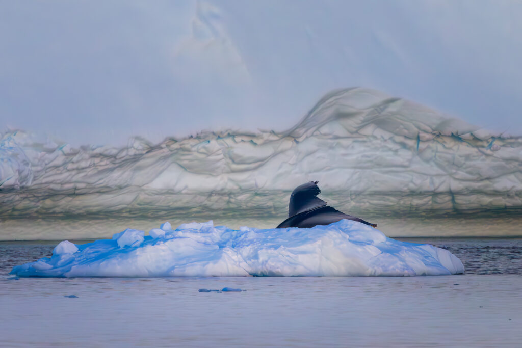Whale Diving Behind a Small Iceberg