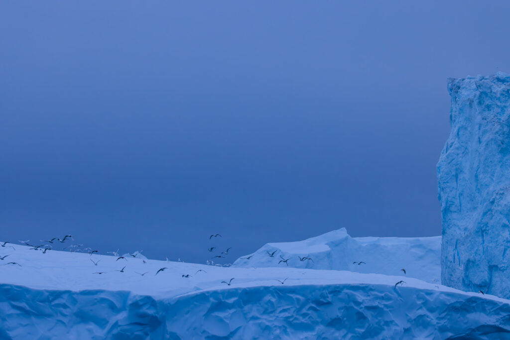 First Night Icebergs - Gulls Taking Flight