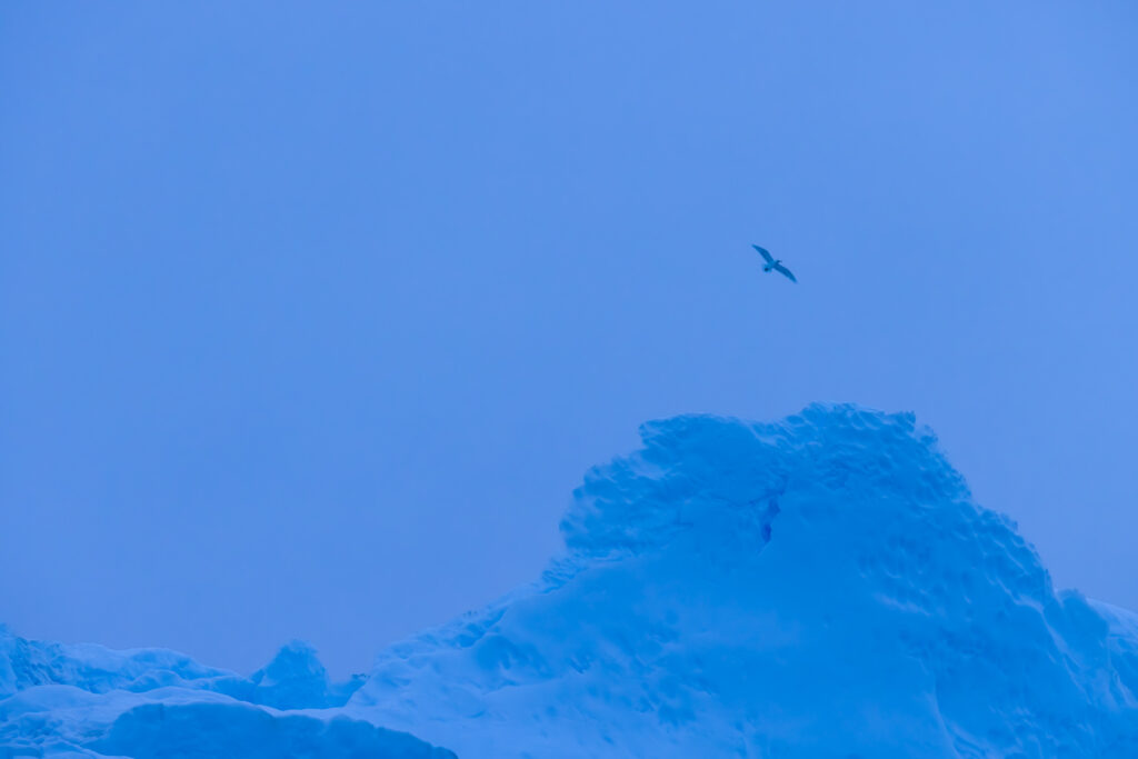 First Night Icebergs - Lone Seagull over Ice