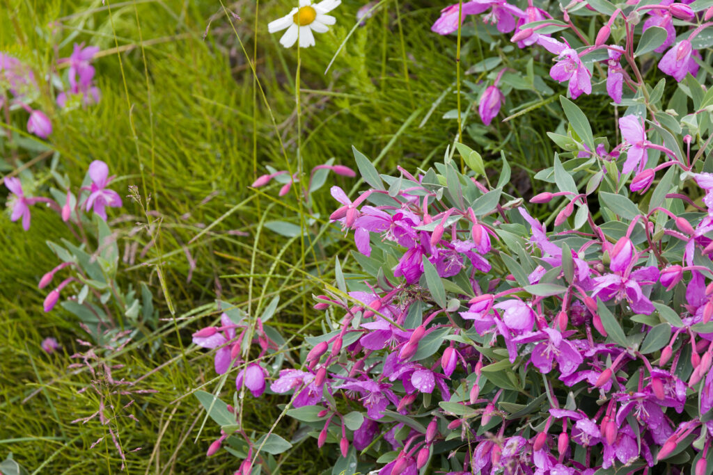 Dward Fireweed