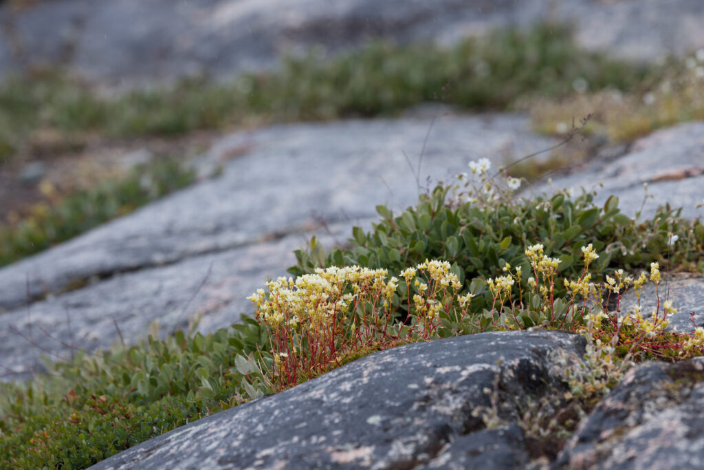 Prickly Saxifrage