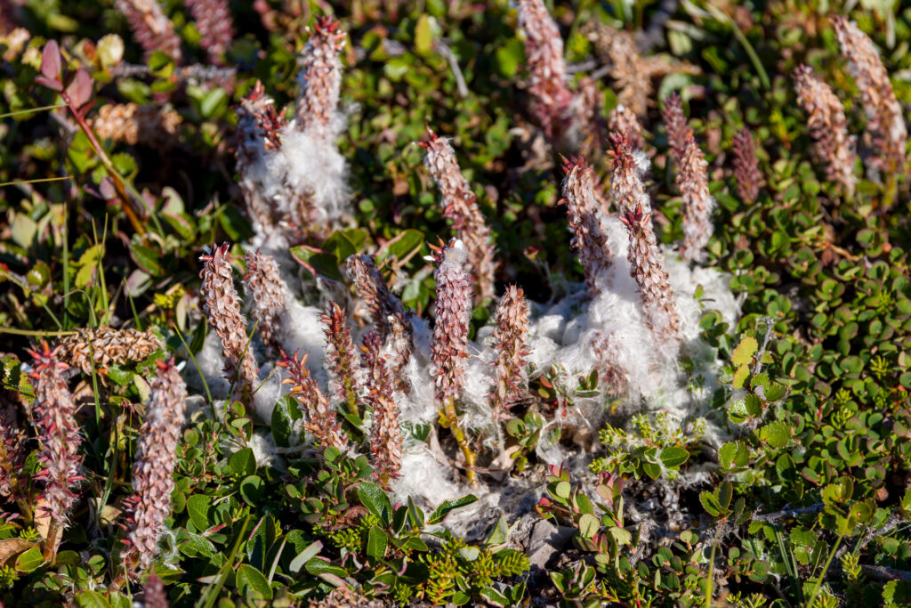 Arctic Willow