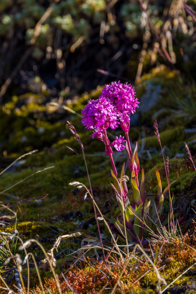 Red Alpine Catchfly