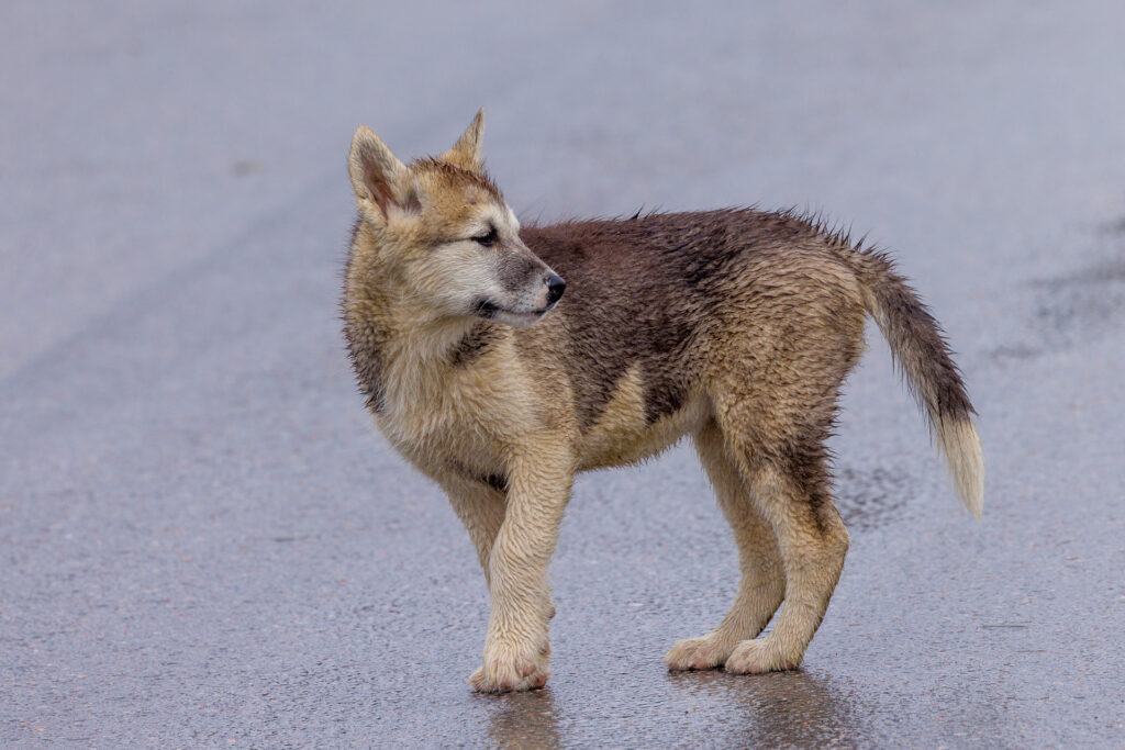 Greenlandic Sled Dog Puppy