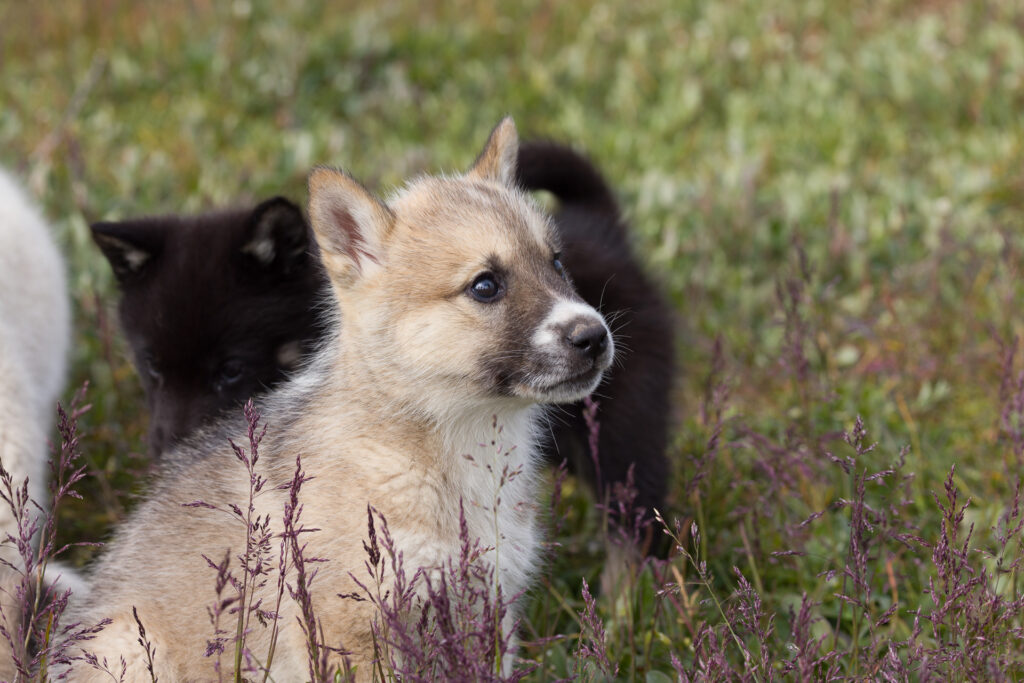 Greenlandic Sled Dog Puppy