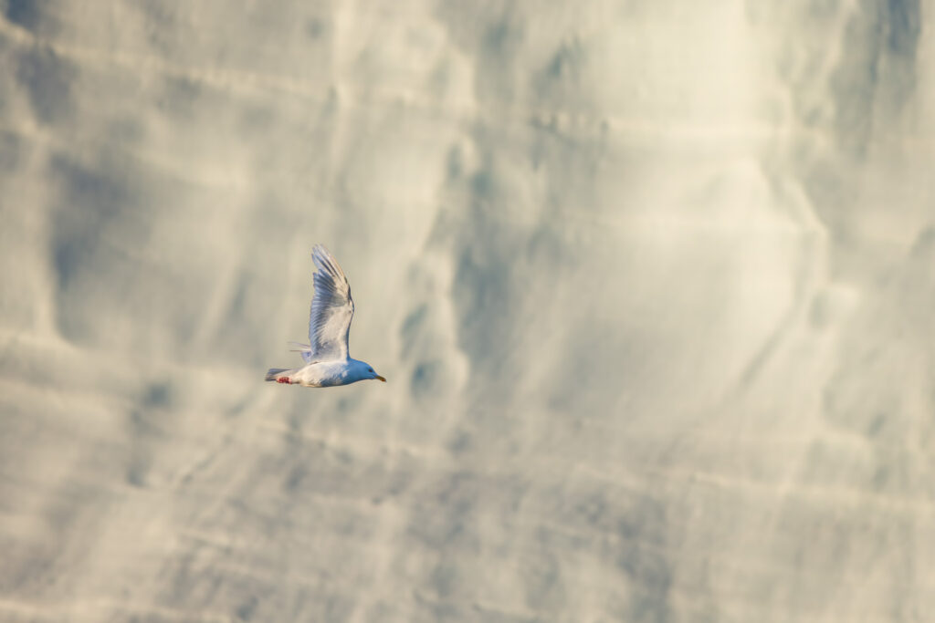 Iceland Gull
