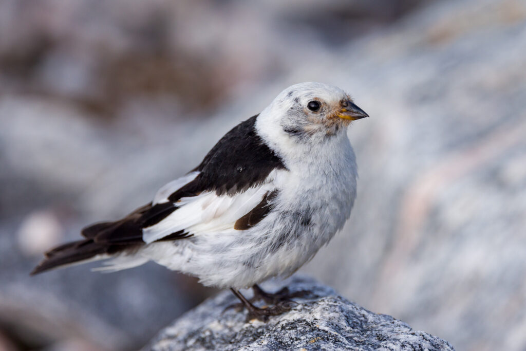 Male Snow Bunting