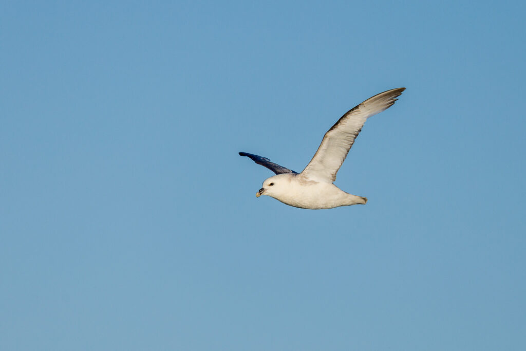 Northern Fulmar