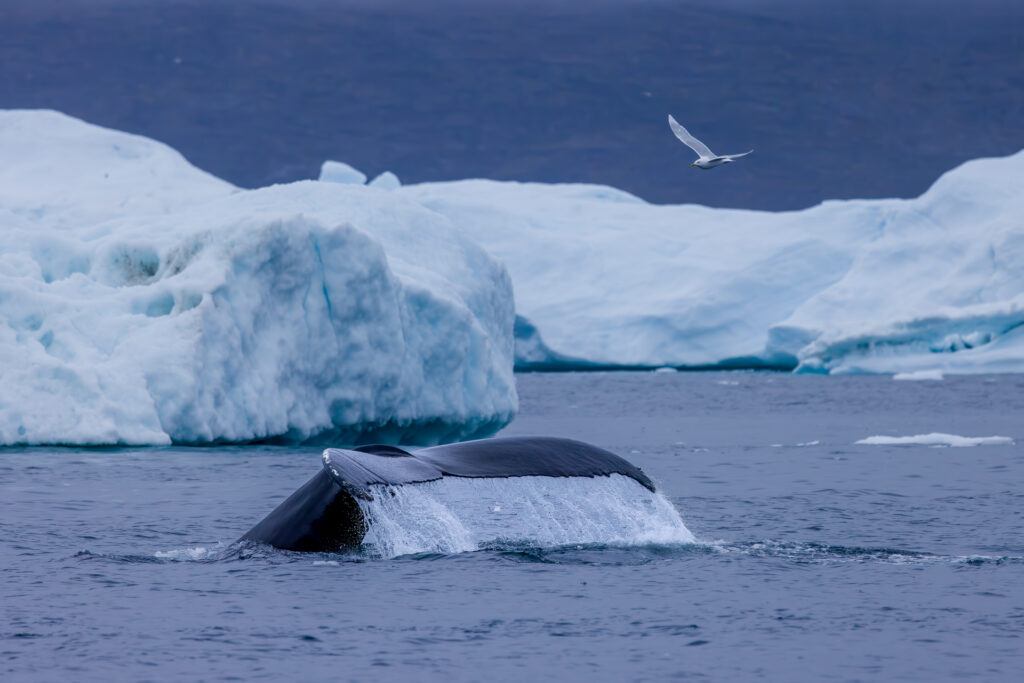 Diving with Water Streaming Off Tail