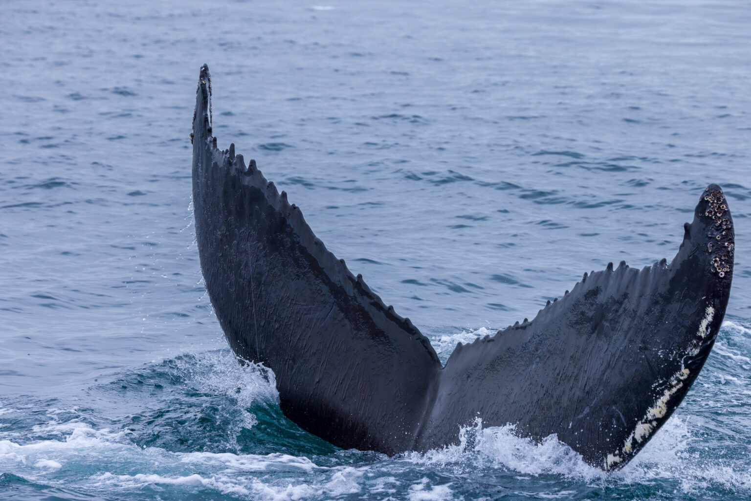 Humpback Tail Slips into the Water