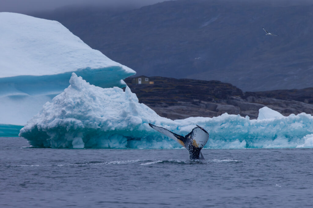 Humpback Whale Diving Just off Shore