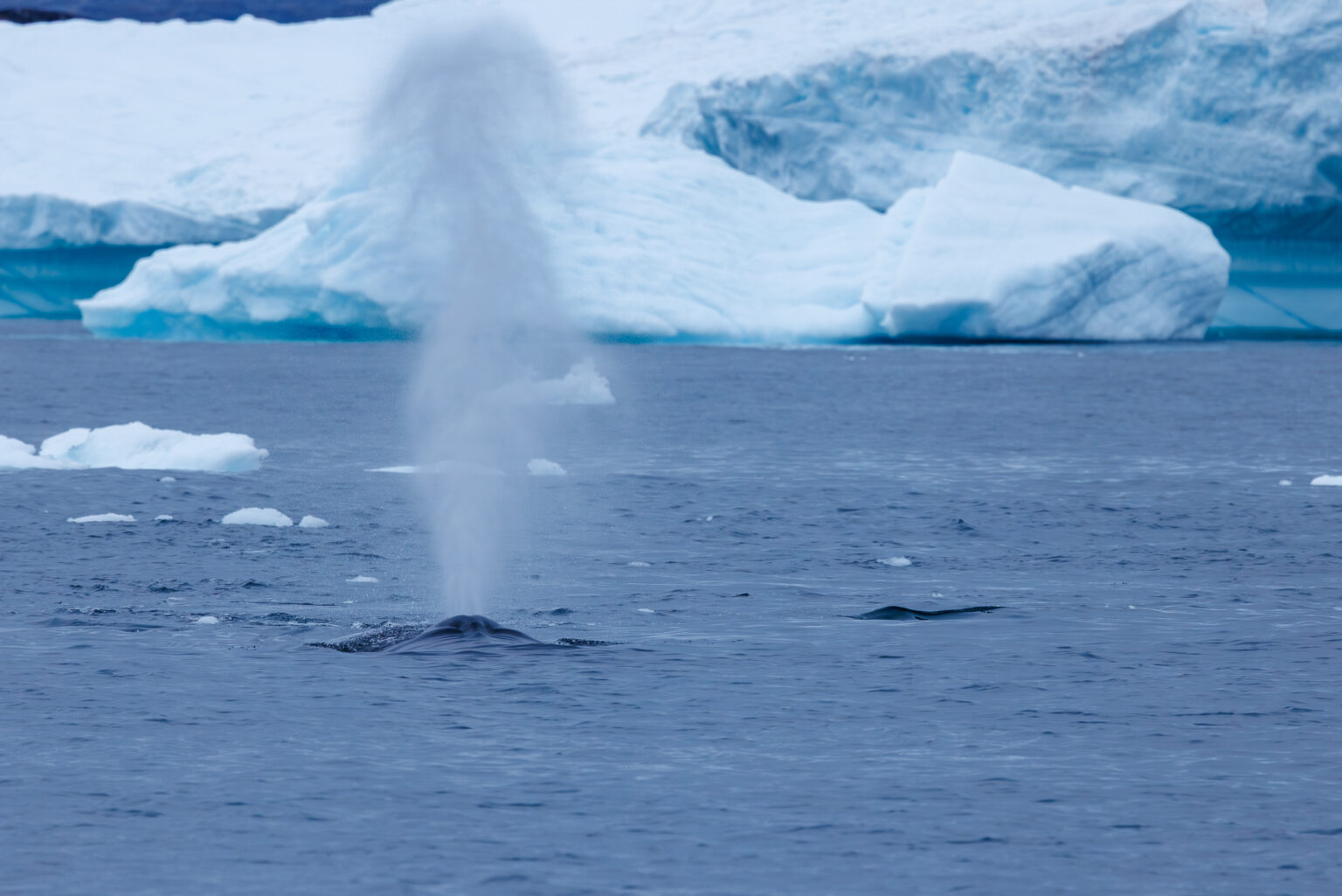 Mother Humpback and Her Calf