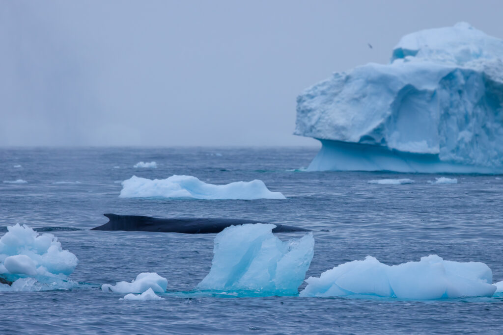 Long View of the Mother Humpback