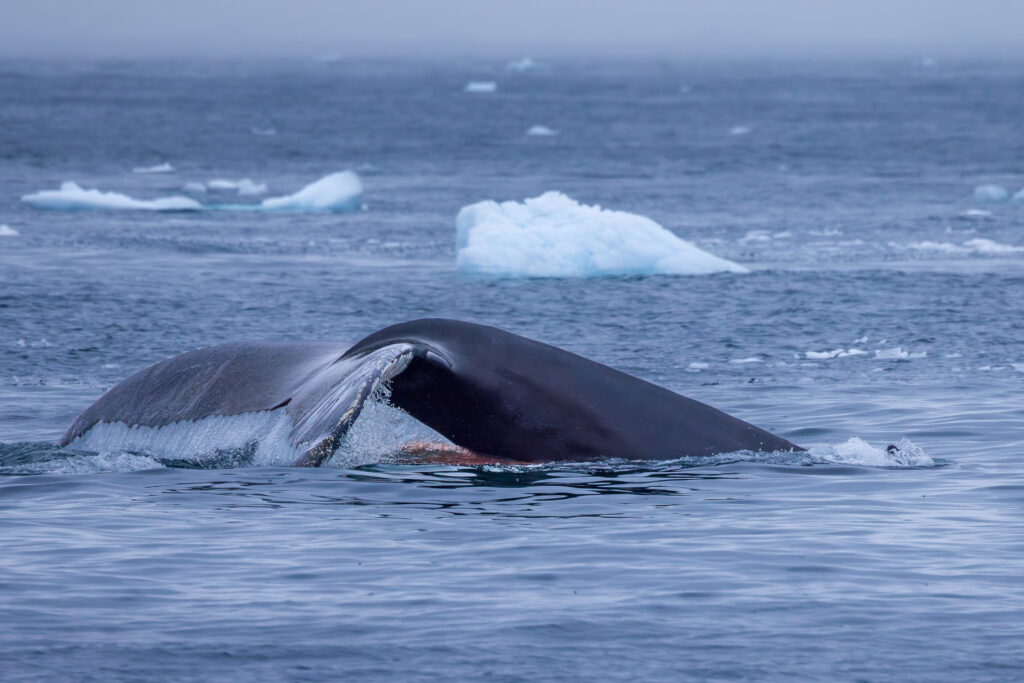 Humpback Starting a Dive