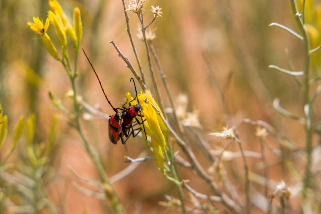 Longhorn Beetles Mating on Sunflower