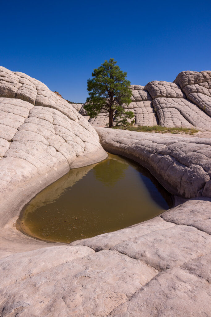Pool Filled with Calm Water