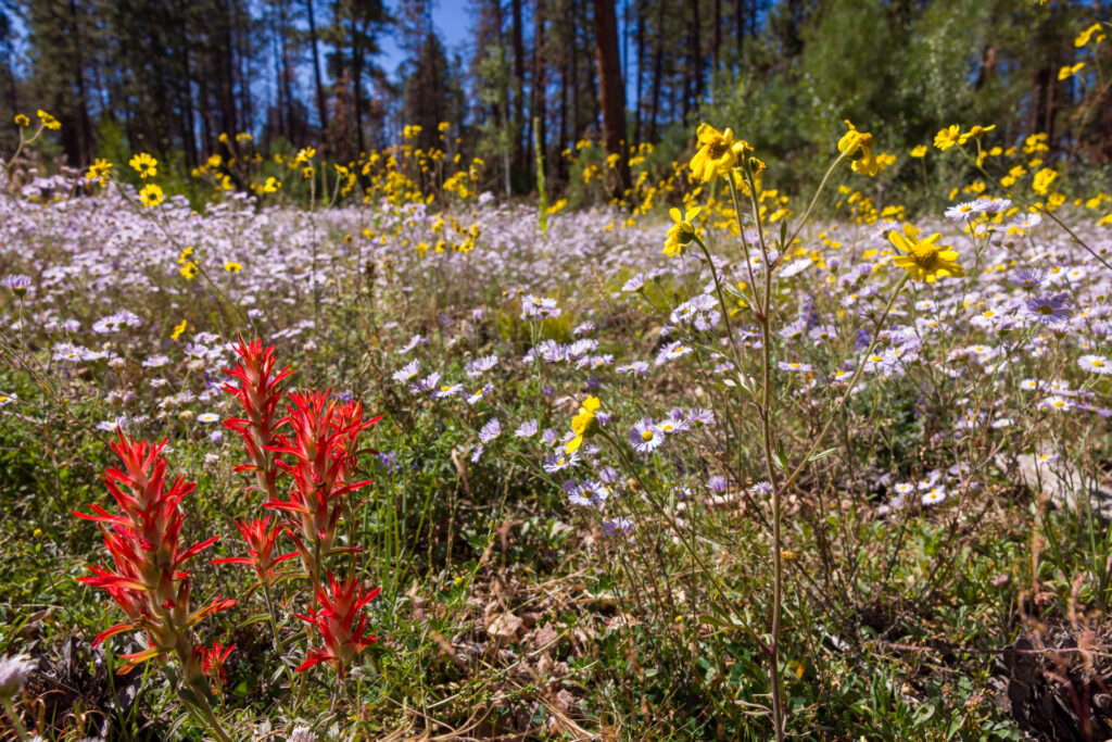 Wyoming Paintbrush in Field of Fleabanes and Sunflowers