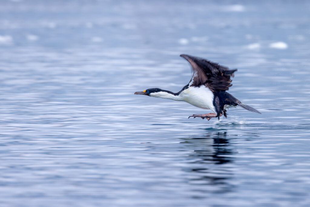 Antarctic Shag Takes Off