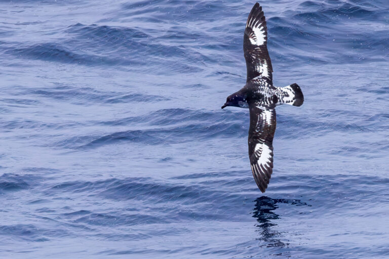 Cape Petrel Nearly Touching the Water