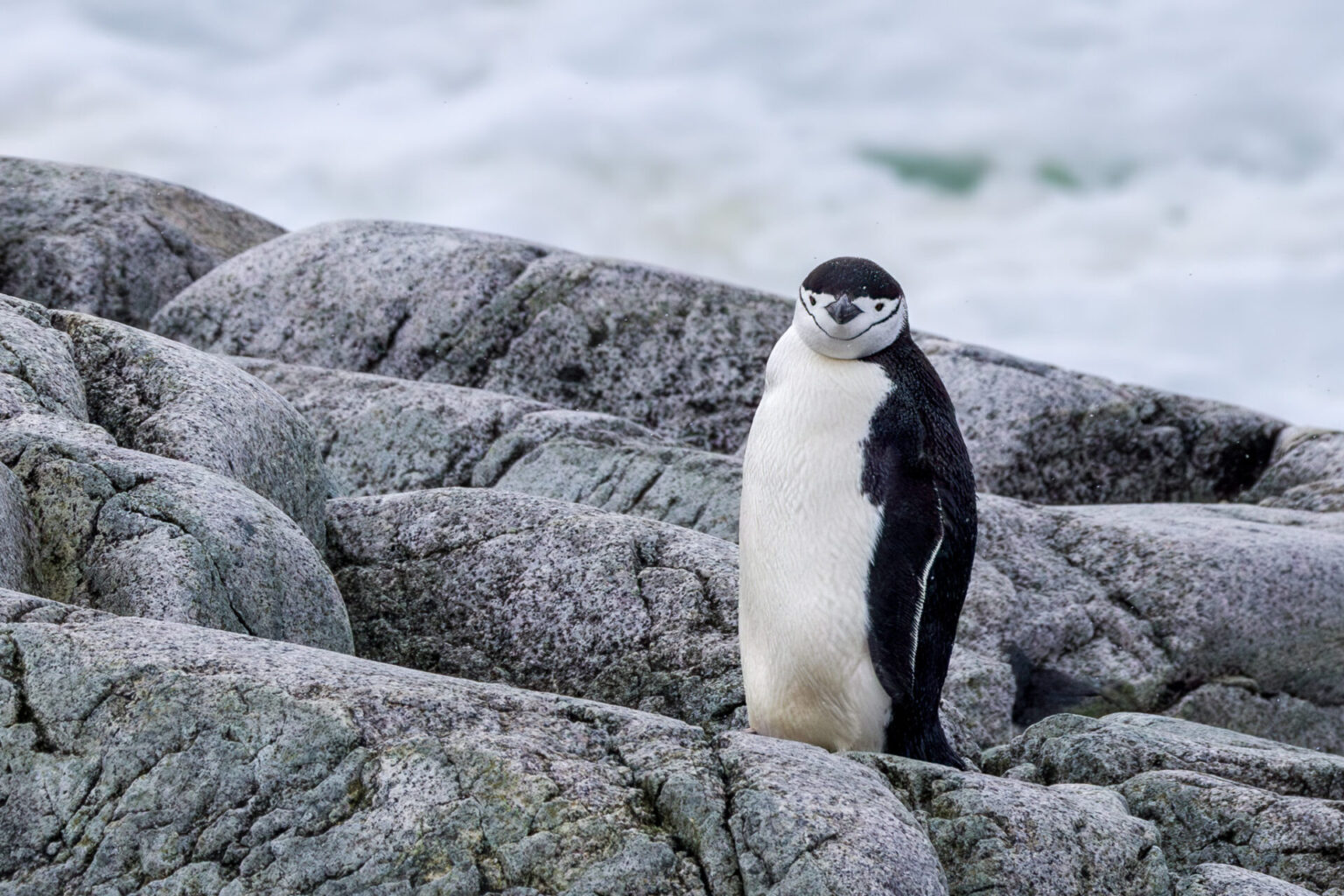 Chinstrap Penguin in the Melchior Islands