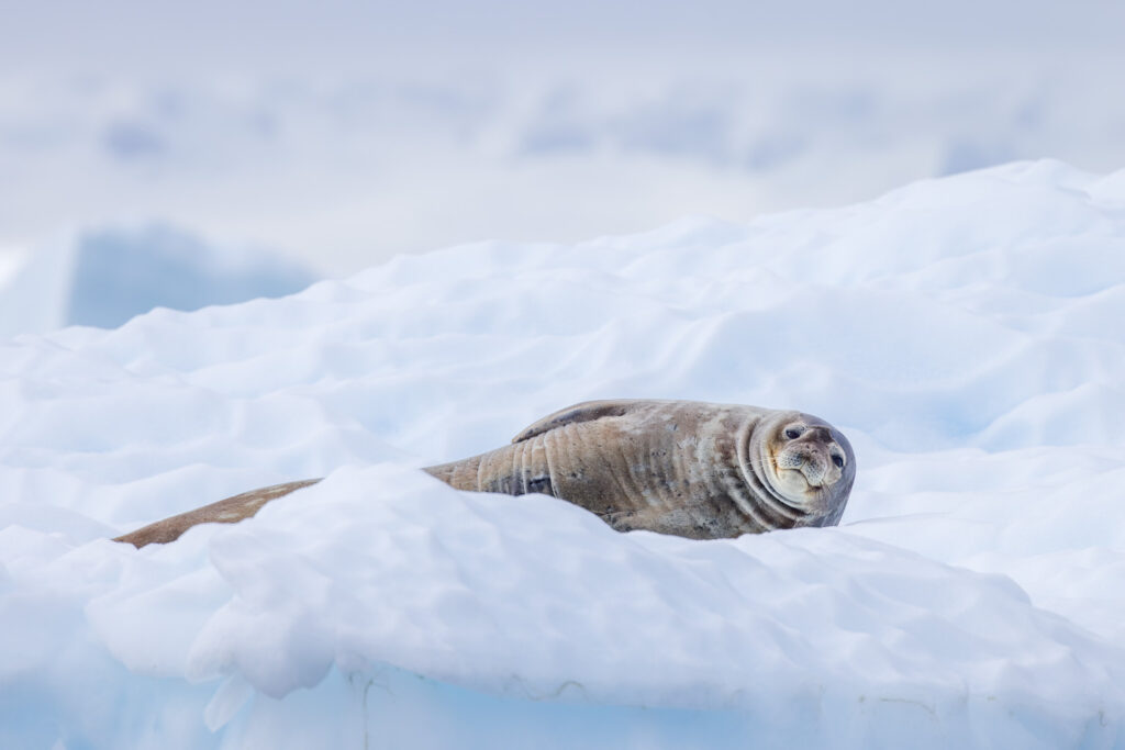 Crabeater Seal at Cuverville