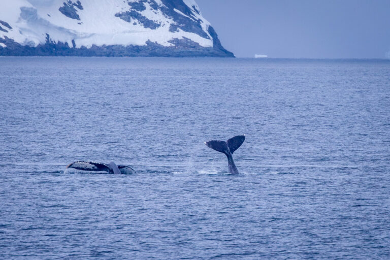 Dual Humpback Whales