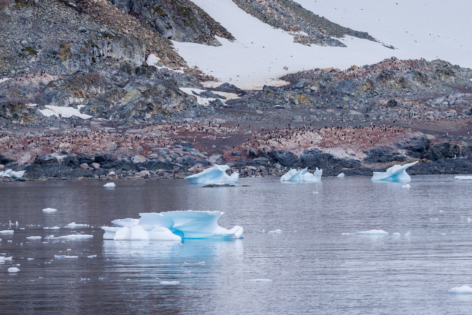 Gentoo Penguin Colony at Cuverville
