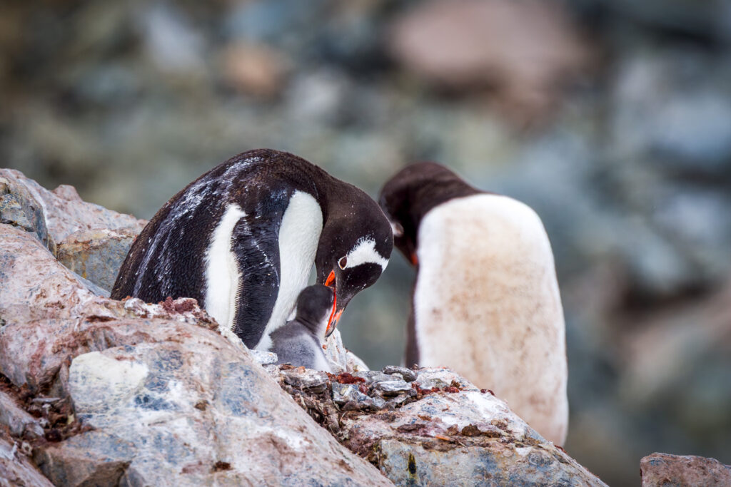Gentoo Penguin Feeding Chick