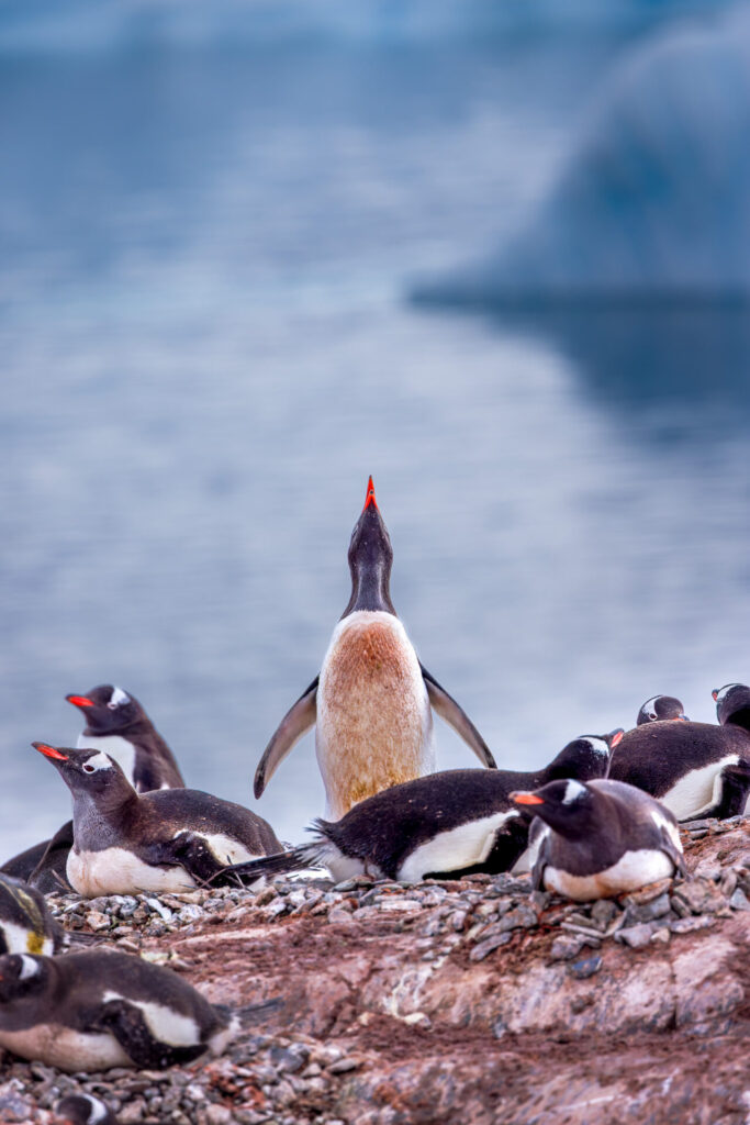 Gentoo Penguin Squawking