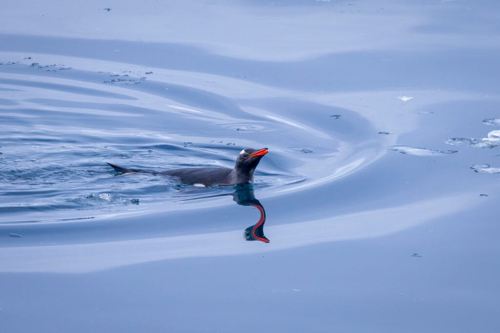 Gentoo Penguin Swimming