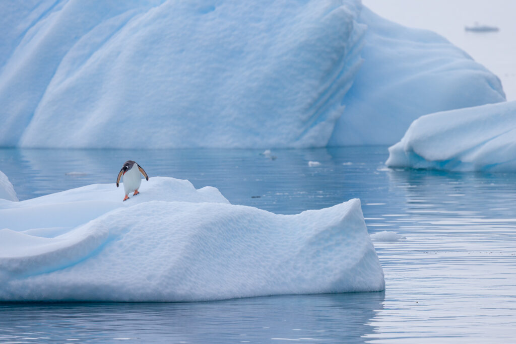 Gentoo Penguin on Iceberg