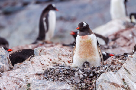 Gentoo Penguin with Chick | Fine Art Photographic Print