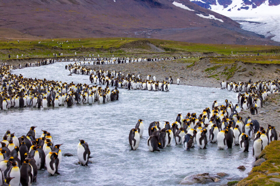 South Georgia King Penguins