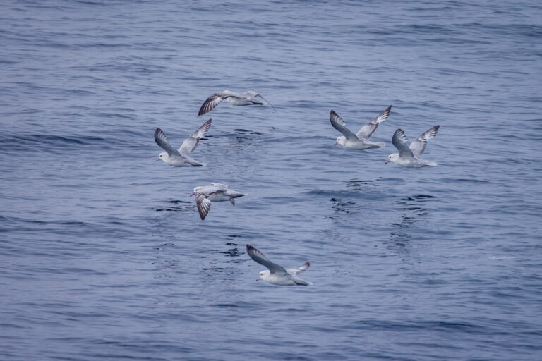 Northern Fulmar Flock