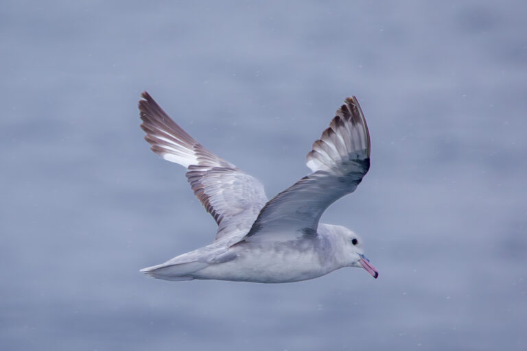 Northern Fulmar Individual Closeup