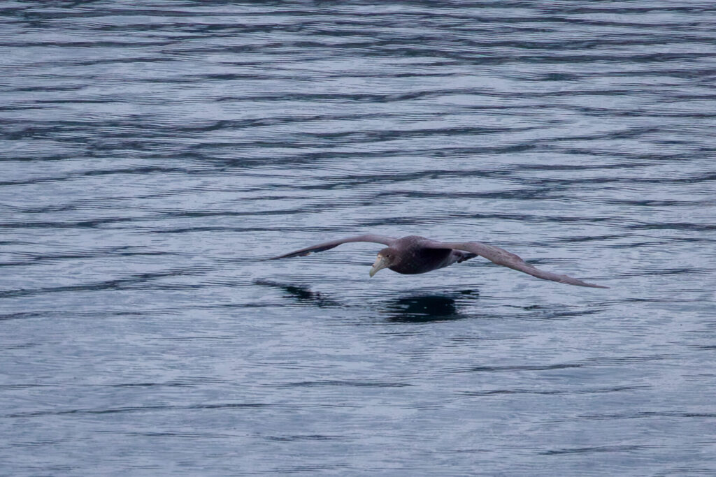 Northern Giant Petrel Skimming the Water