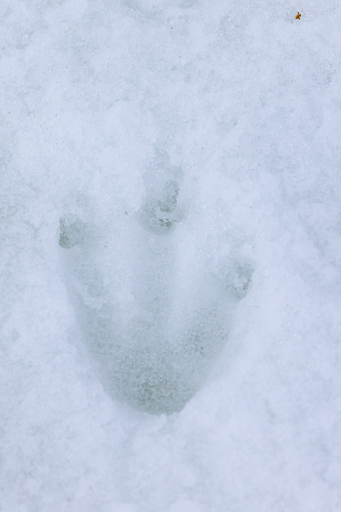 Penguin Footprint
