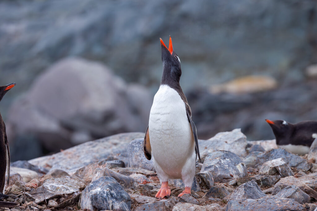 Penguin Squawking