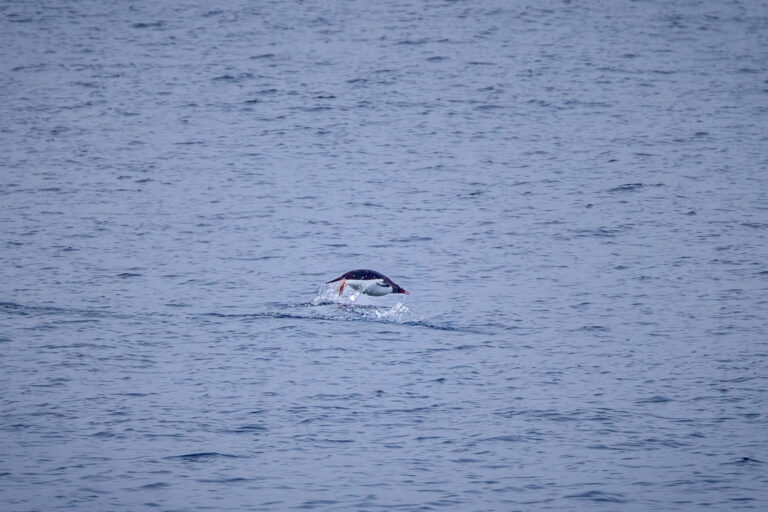 Porpoising Penguin
