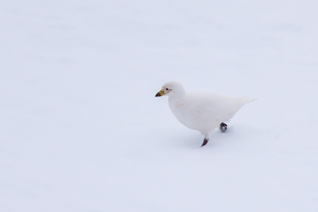 Snowy Sheathbill in Snow