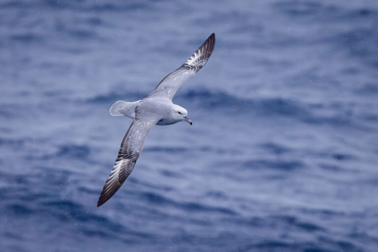 Southern Fulmar Flying