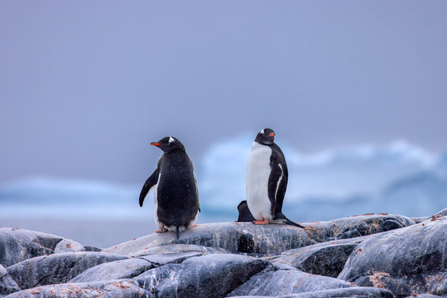 Two Gentoo Penguins