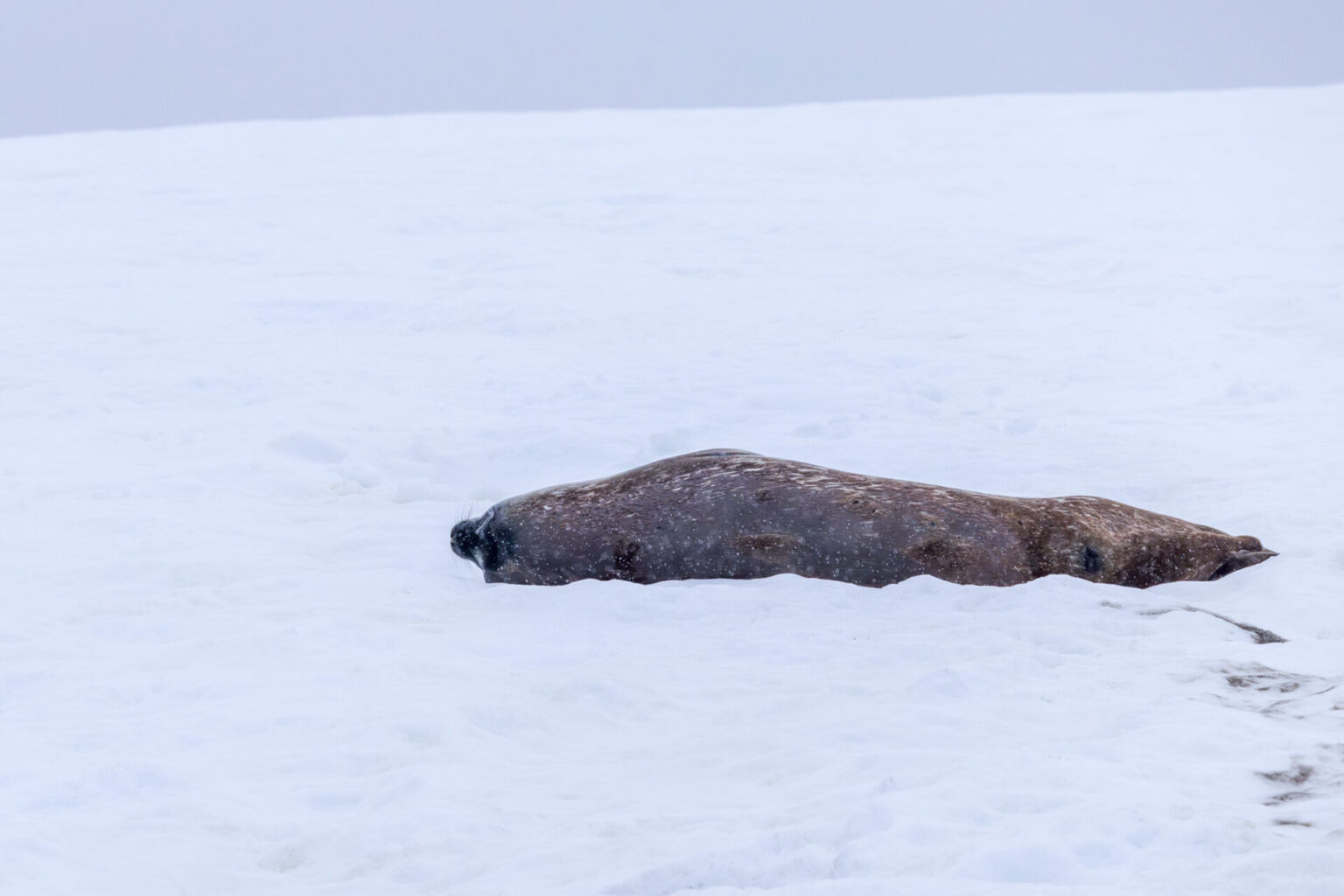 Weddell Seal Sleeping