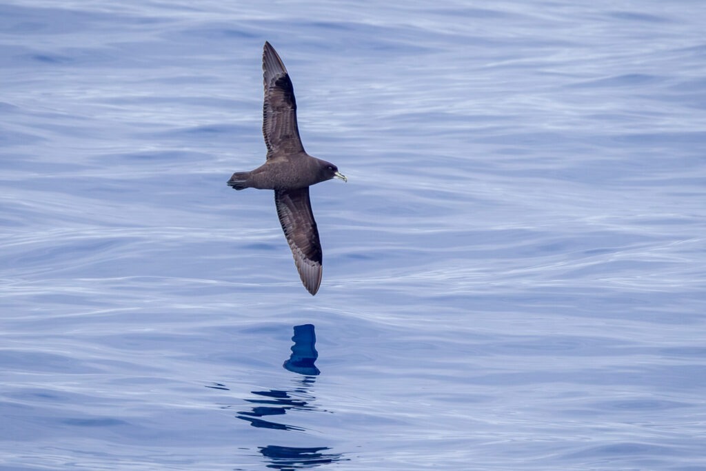 White-chinned Petrel