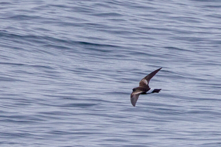Wilson's Storm Petrel