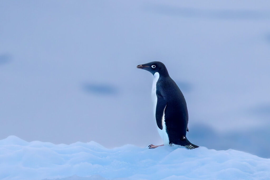 Adélie Penguin Closeup