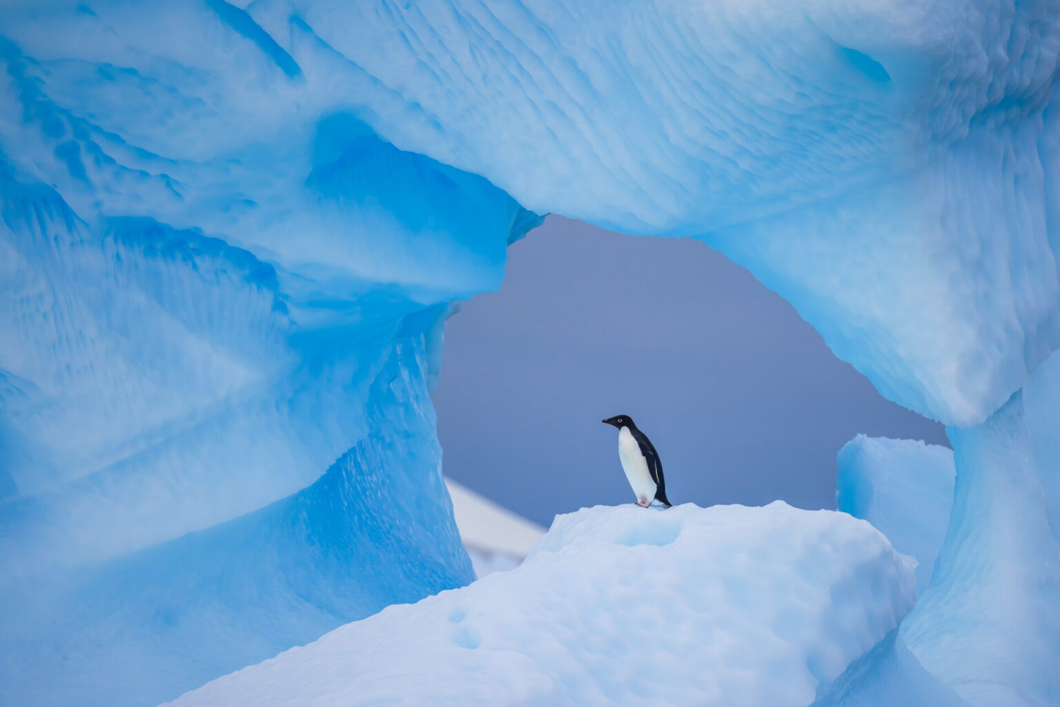 Adélie Penguin in Ice Arch