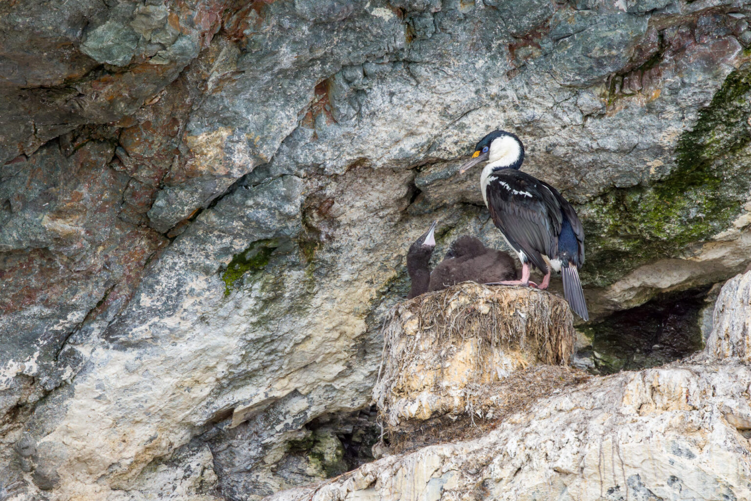 Antarctic Shag - Parent and Chicks