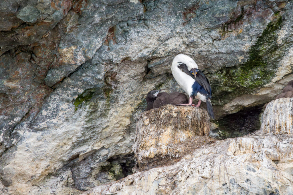 Antarctic Shag - Parent and Chicks Upside Down