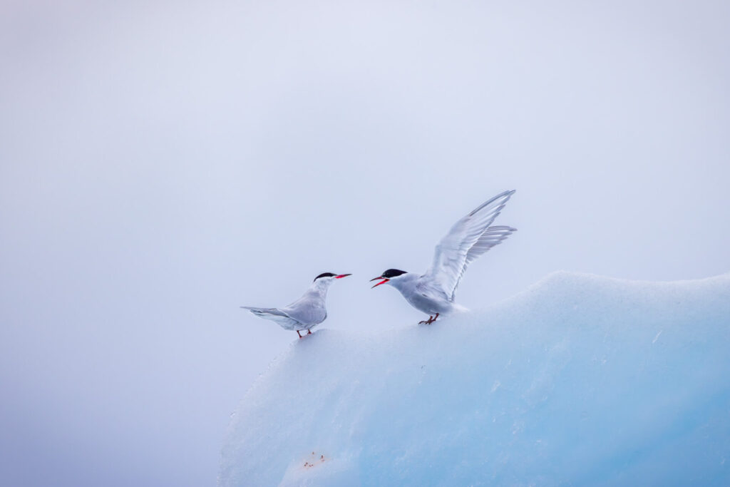 Antarctic Terns on Iceberg